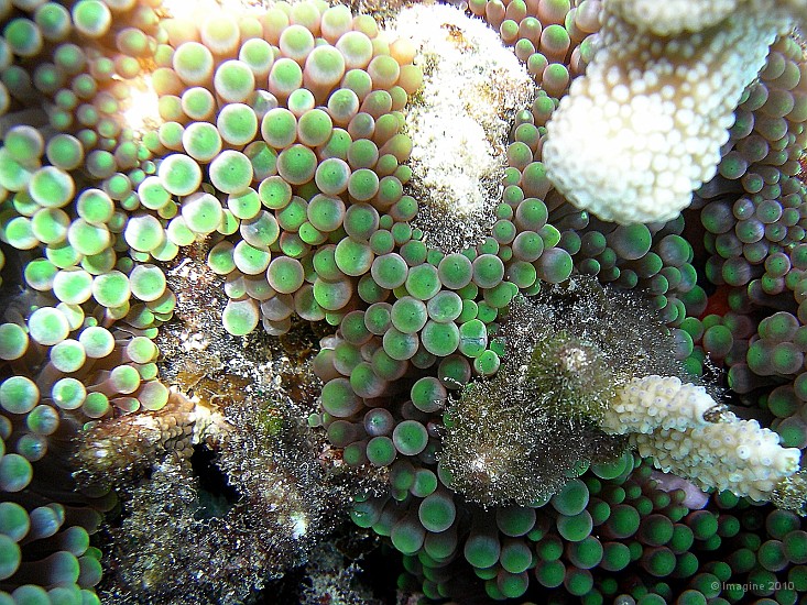 30- Anemone de mer - Ilot Kouare.JPG
